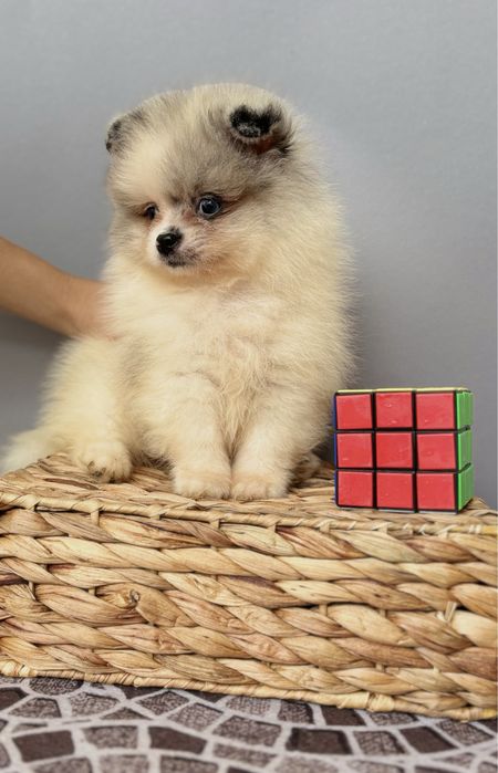 Актиний хлопчина шпіца