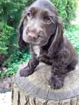 Suczka Cocker spaniel angielski czekoladowa