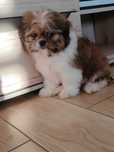 Śliczne shih tzu szuka kochających domów.