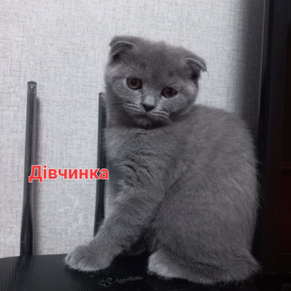 Шотланські короткошерстні