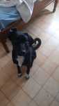 Doação de cão dócil e muito sociável