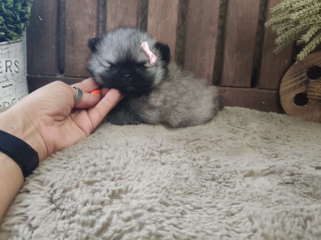 Spitz alemão anão fêmea com LOP