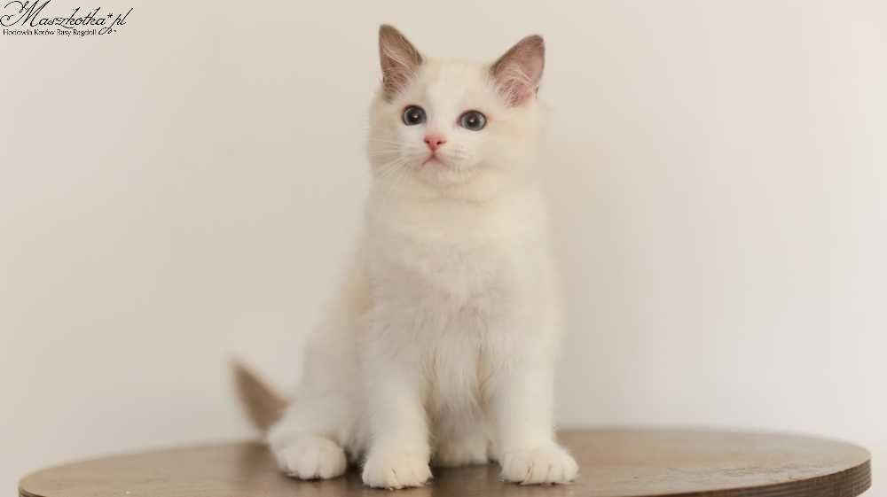 Ragdoll, przepiękna koteczka ragdoll z rodowodem FPL