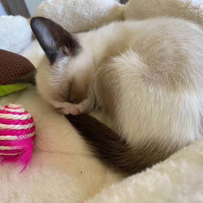 Gata bebe para adoção