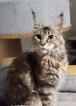 Maine Coon Koteczka prawa hodowlane