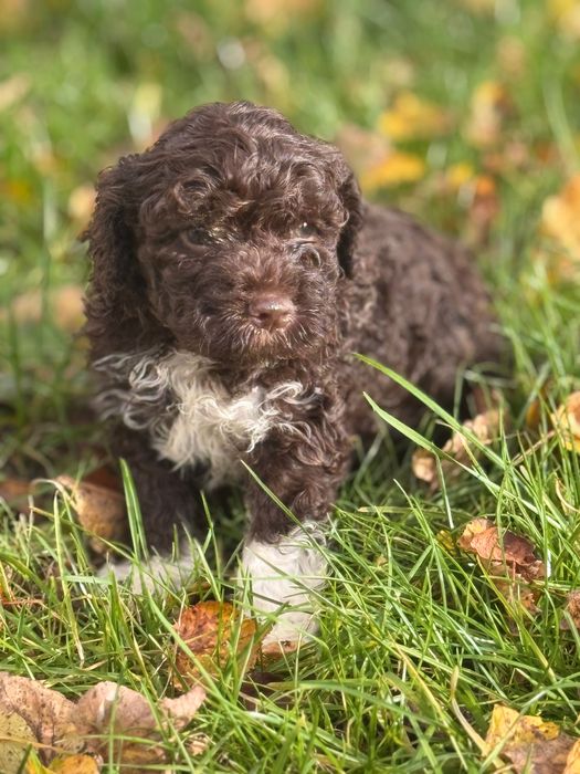 Brązowy piesek ze znaczeniami Lagotto Romagnolo FCI