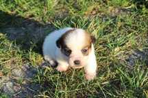 Lester szczeniak Jack Russell Terrier pochodzenie ZKWP FCI