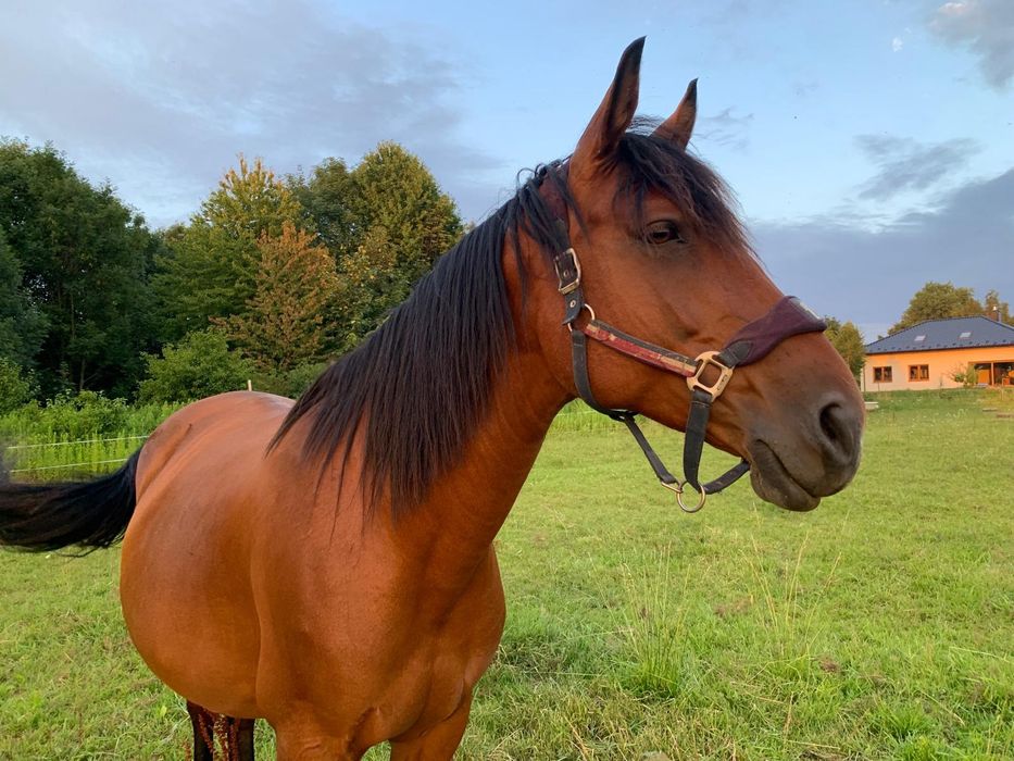 Wydzierżawię  spokojną klacz Śląską-8 lat