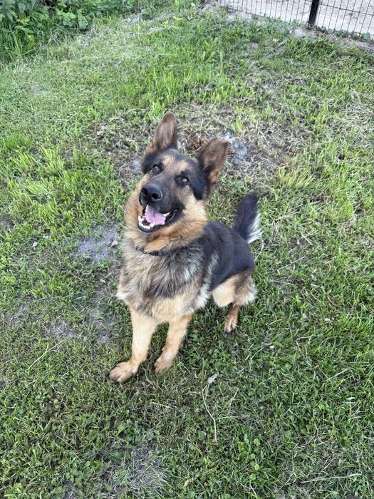 4letni owczarek niemiecki- tylko w dobre rece!!!