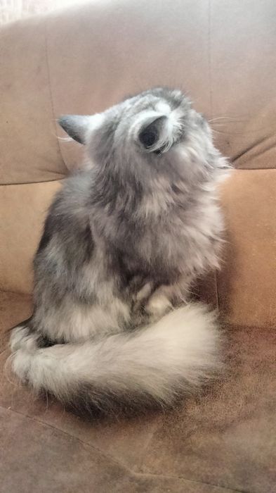 Кішка, персицька срібляста шиншила