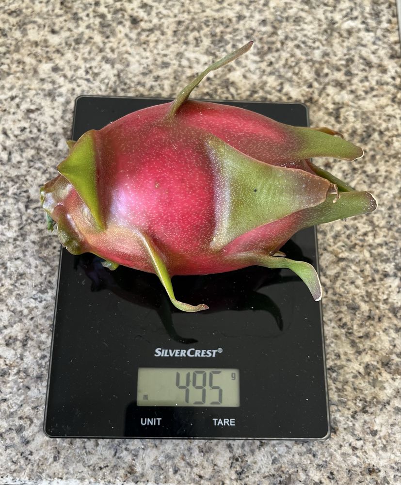 Mudas de pitaya com raiz de varias variedades