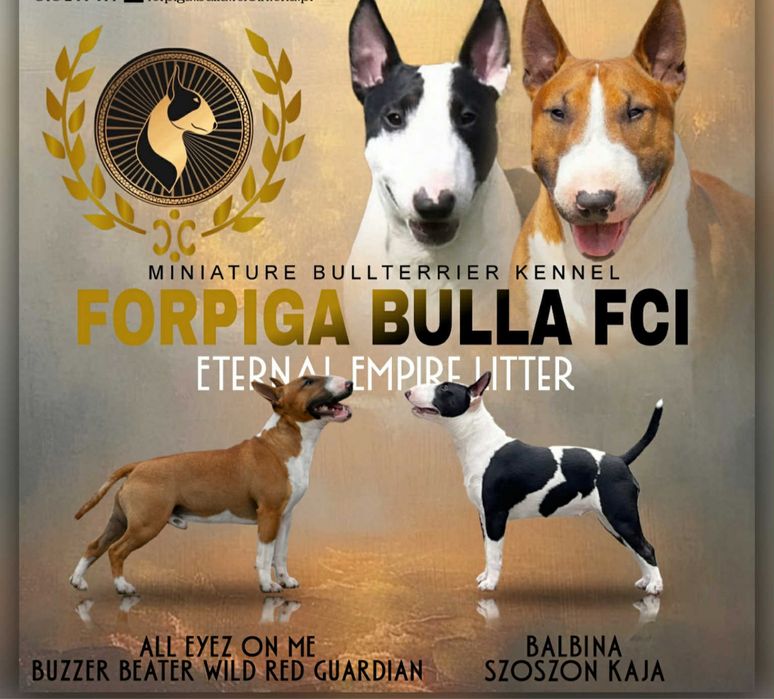 Bulterier miniaturowy FCI ZKwP- Zspowiedź Miotu