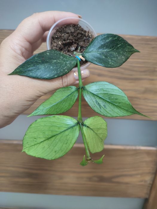 Хойї та дісхідії