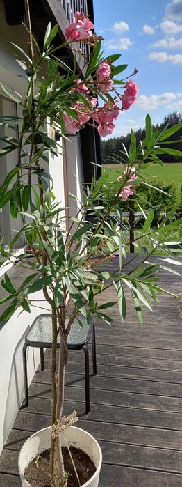 Oleander wielkokwiatowy ponad 200cm