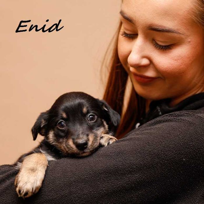 ENID - 3-miesięczny szczeniak, kochana, łagodna.