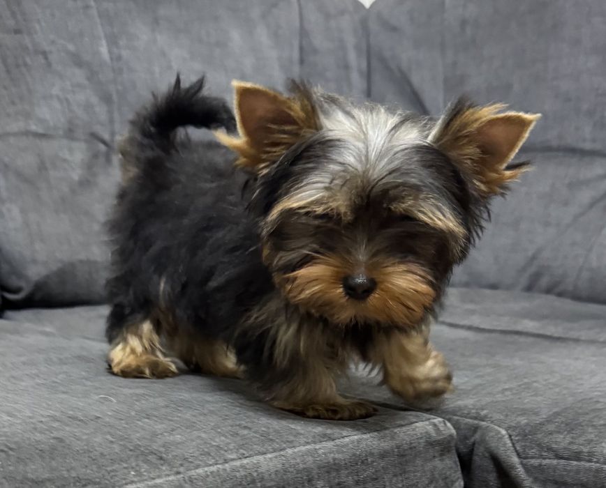 Мини малыши Йорки