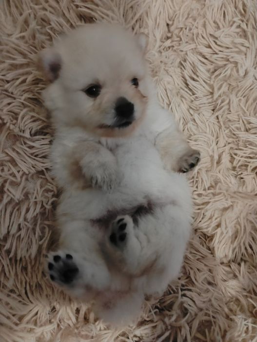 Biały piesek szpic miniaturowy