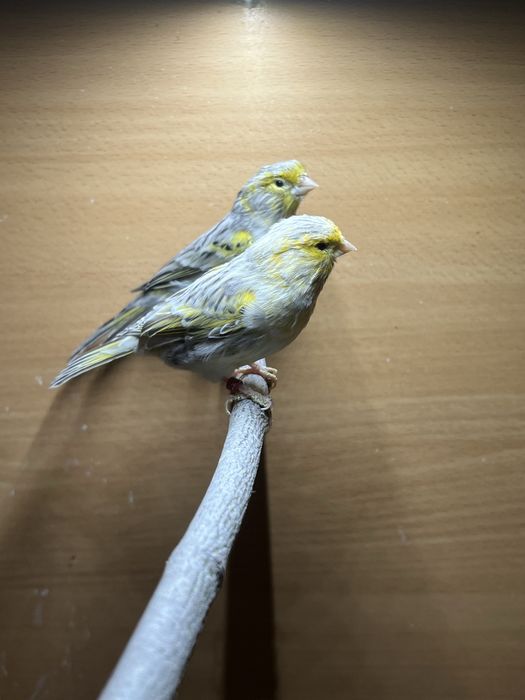 Kanarek Agat opal mozaika żółta