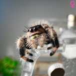 Skakun królewski Phidippus regius