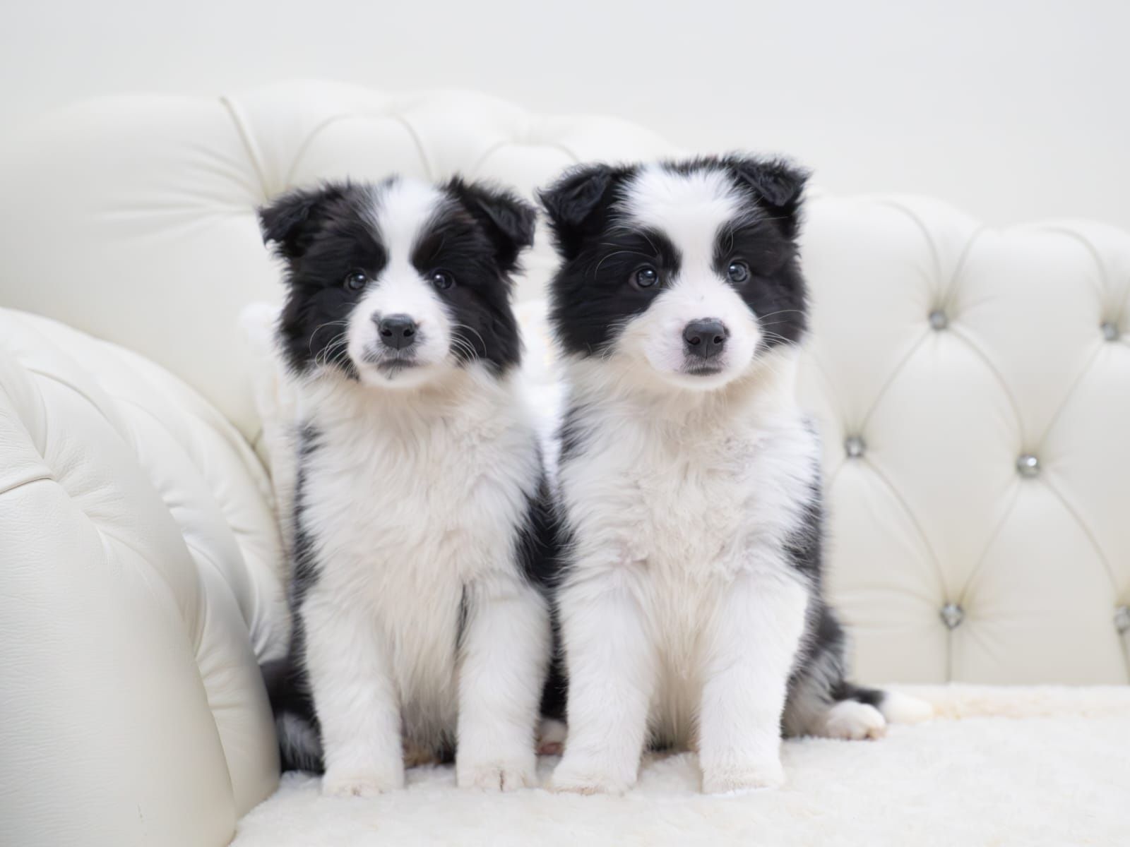 Border Collie piesek FCI ZKwP