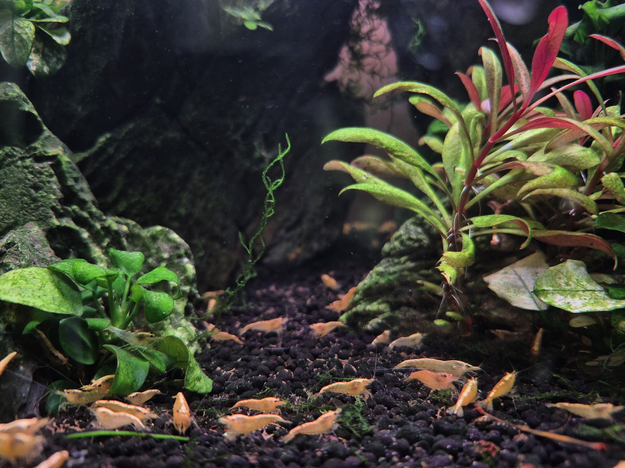 Camarões Neocaridina Yellow