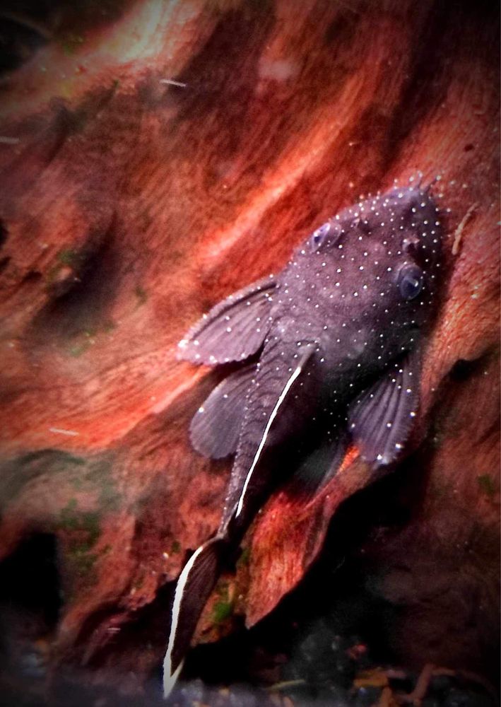 Zbrojnik L-183 (Ancistrus dolichopterus) MASSON