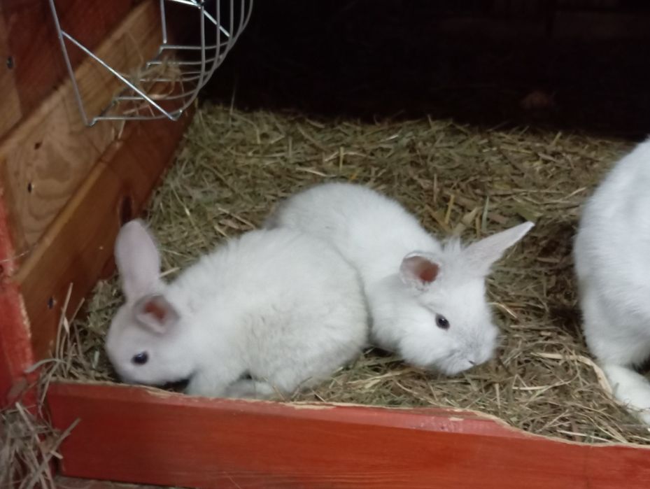 Sprzedam dwa młode króliki