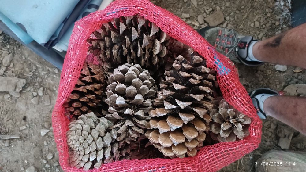 Sacas de Pinhas "Bravas"