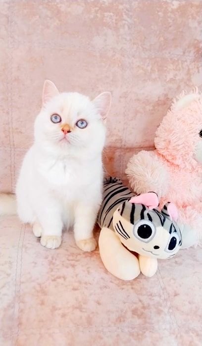 Скоттиш Страйт шотландочка красавица