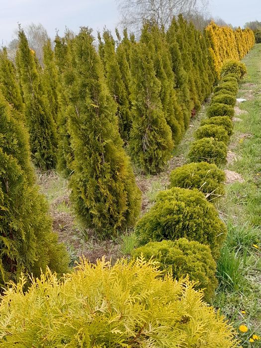 Tuja szmaragd żywopłoty 140-160cm i inne