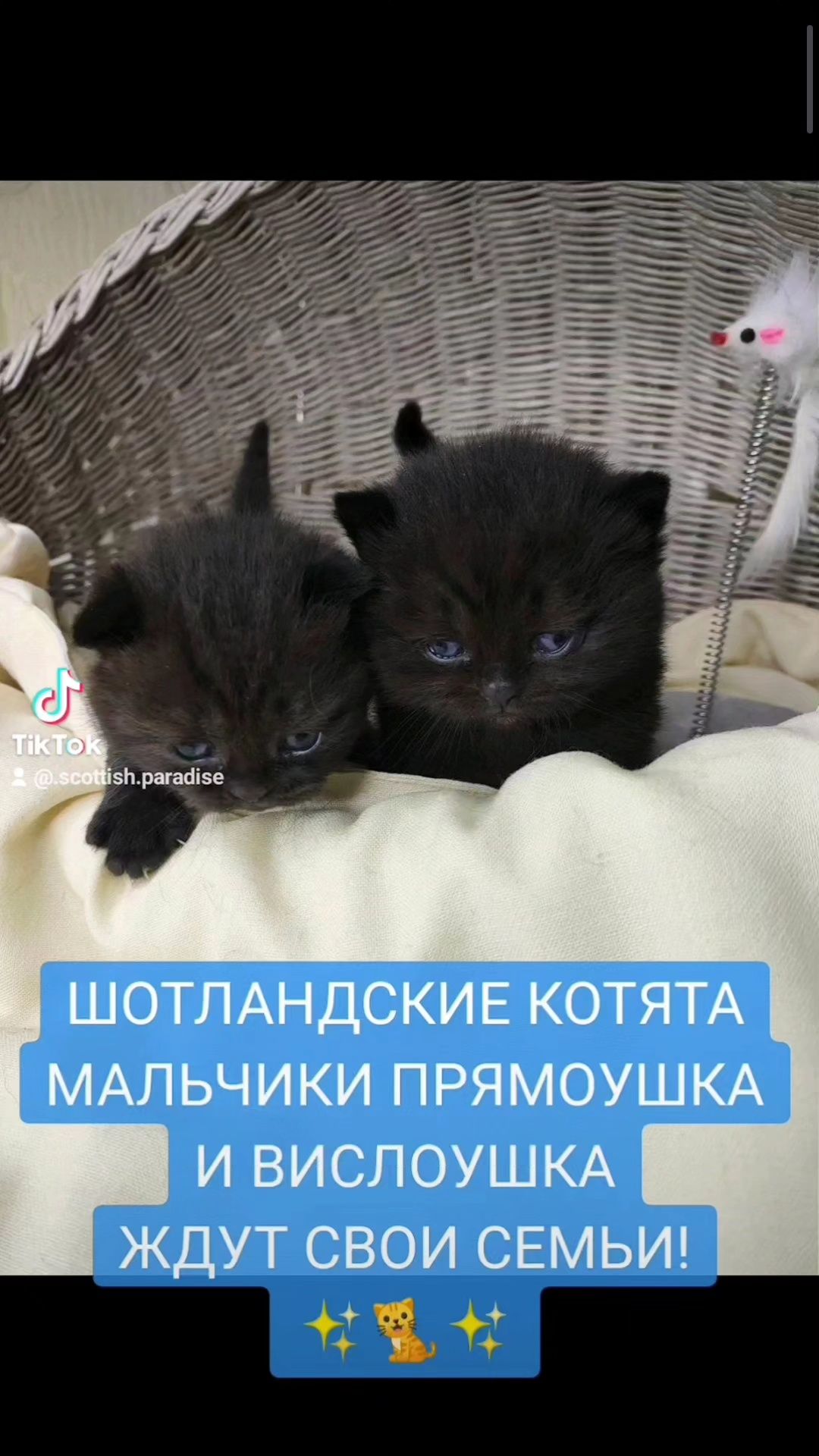 Продам Шотландських котяток