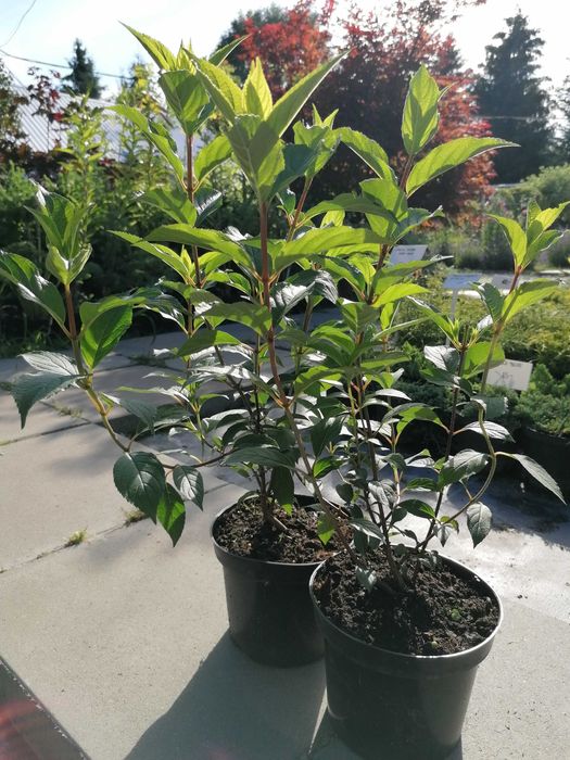Hortensja bukietowa w odmianach C2