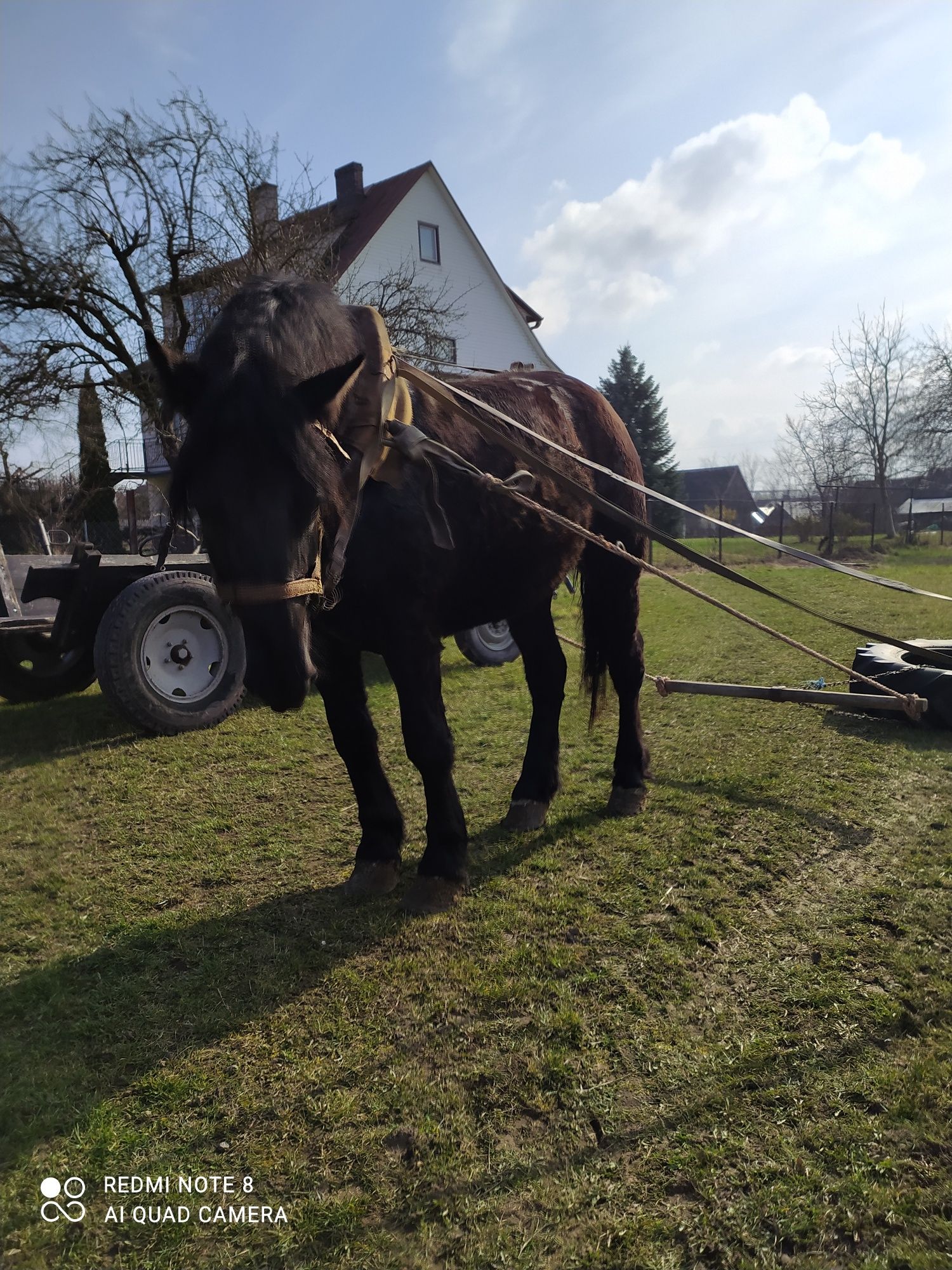 Sprzedam klacz zimnokrwistą zakładaną