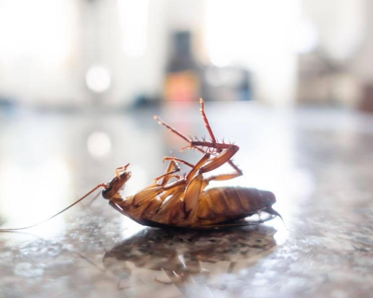 Desinfestacao PERCEVEJOS PULGAS RATOS BARATAS TERMITAS