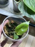 Philodendron paraiso verde