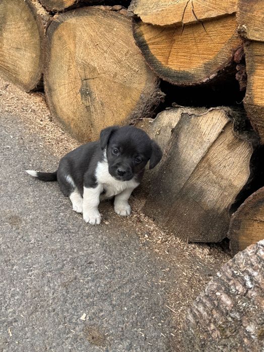 Віддам цуценя в добрі руки