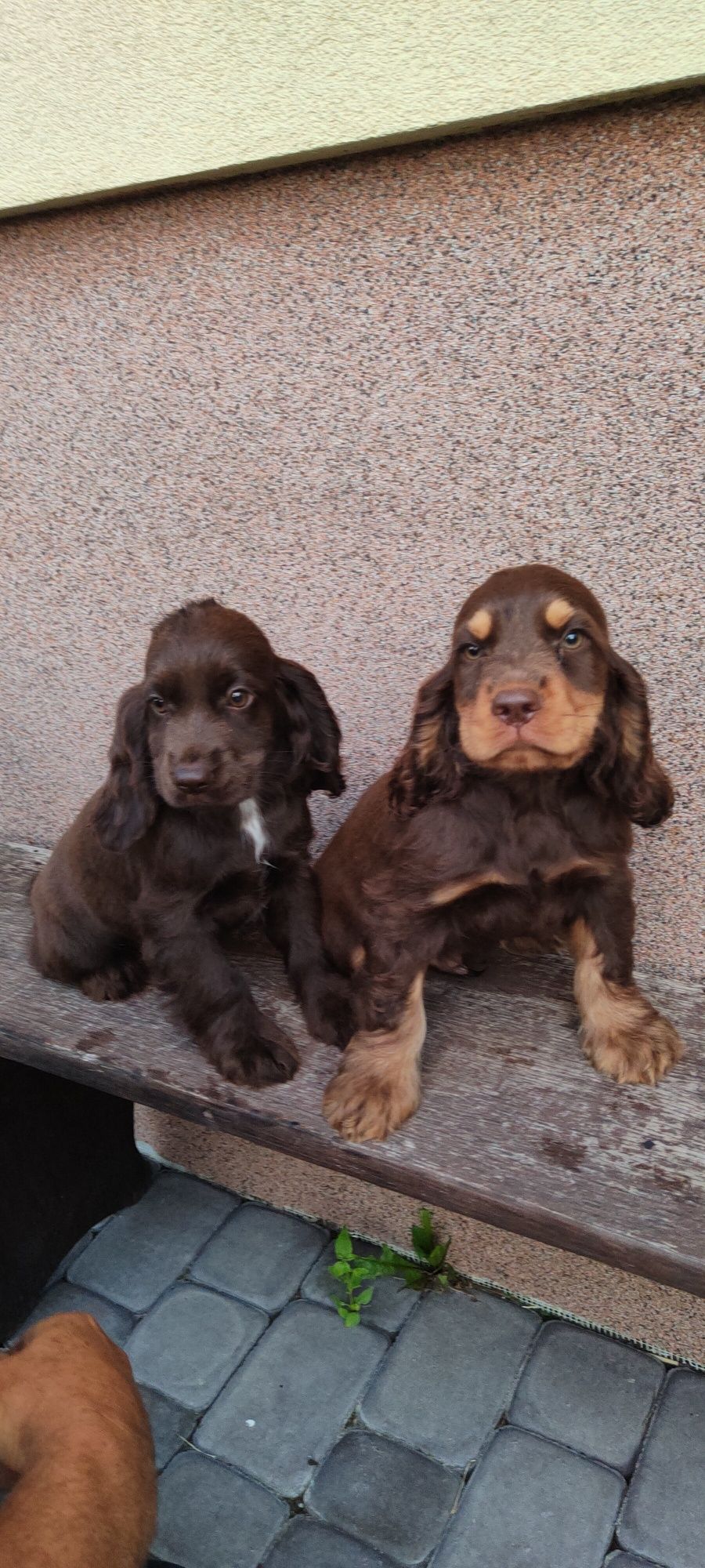 Piesek Cocker spaniel