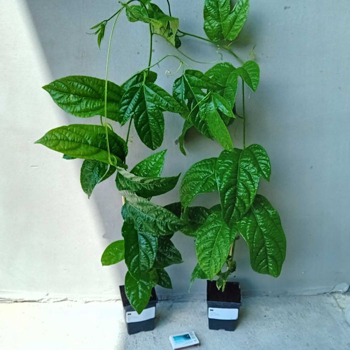 MARAKUJA Passiflora edulis+GRATISY
