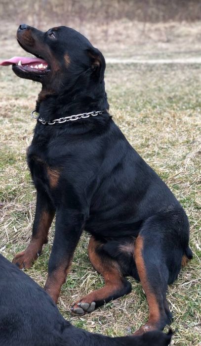 Великий ротвейлер в'язка