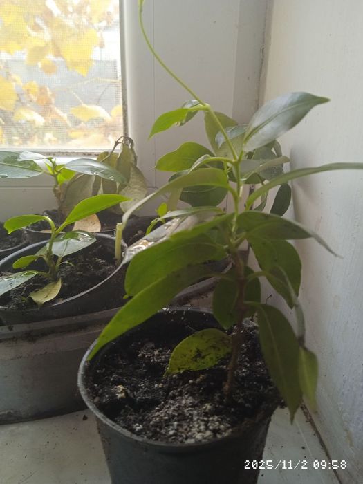 Дипладенія,колеус,сансівєра