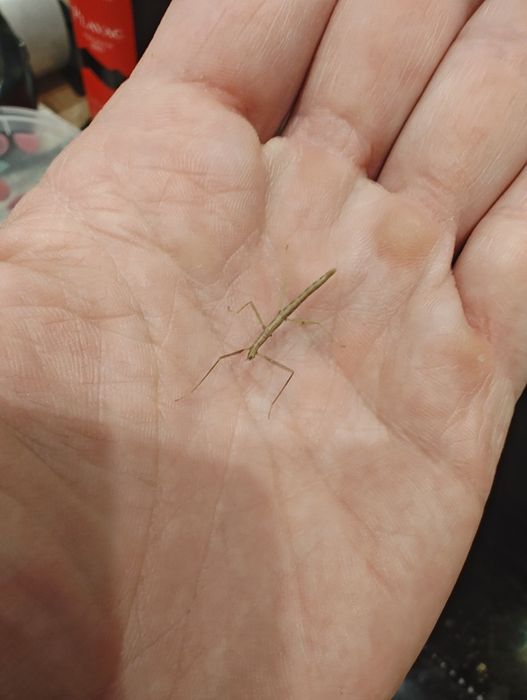 Patyczaki rogate za friko