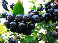 Aronia Darmowa Dostawa Polski SUPERFOOD Idealna na soki przetwory