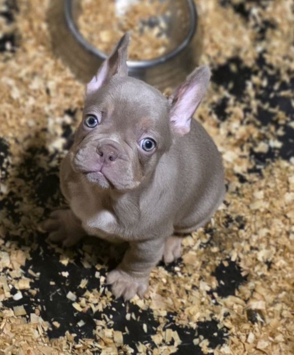 Top!! Buldogue Francês Macho Isabella Tan