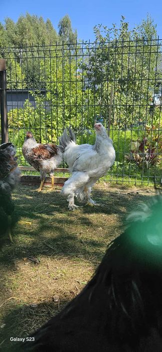 Kogut białoczub holenderski, wynadotte i brahma