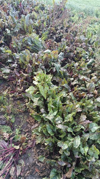 Sprzedam buraki czerwone