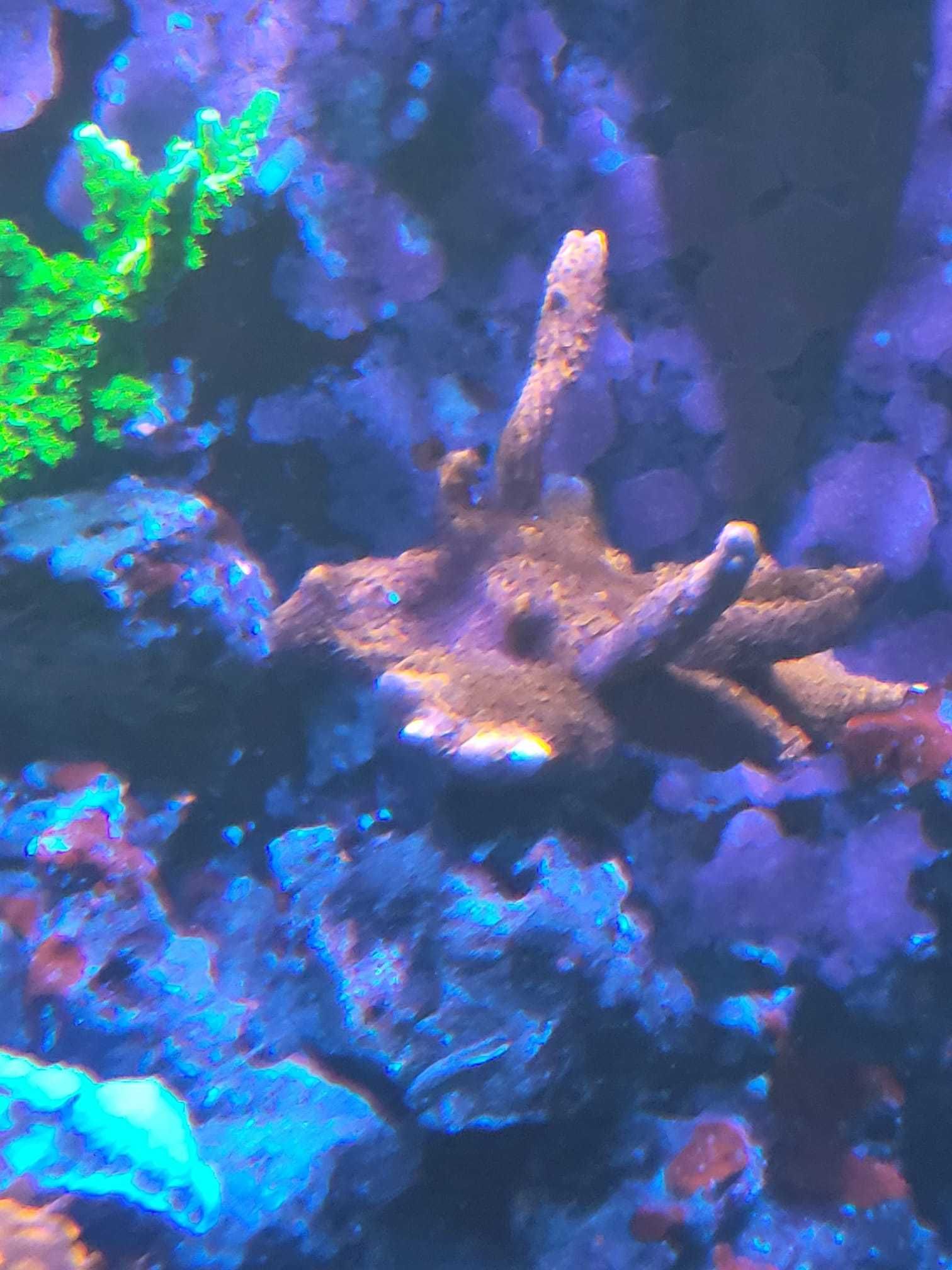 Montipora saramensis,koralowiec akwarium morskie