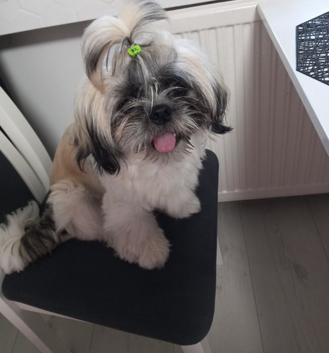 Reproduktory rasy Shih Tzu
