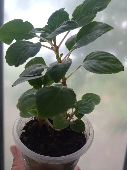 Бальзамин красавчик