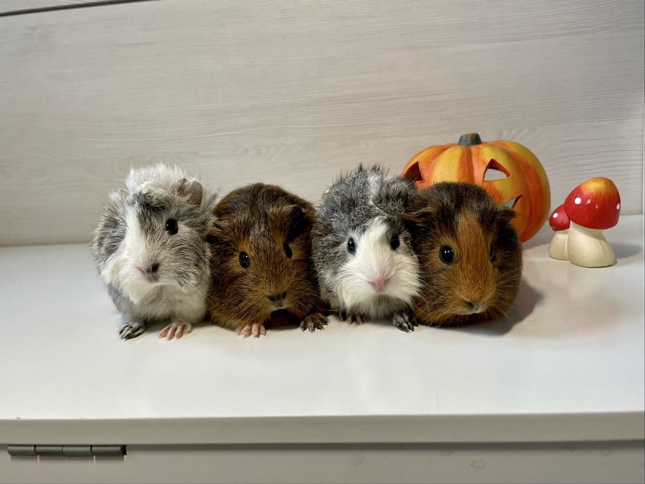 WYJĄTKOWA Świnka Morska Rozetka Gładkowłosa Samica Samiec