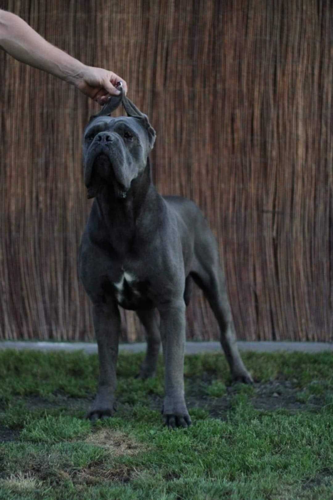 Pies 4-miesięczny Cane Corso ZKwP FCI